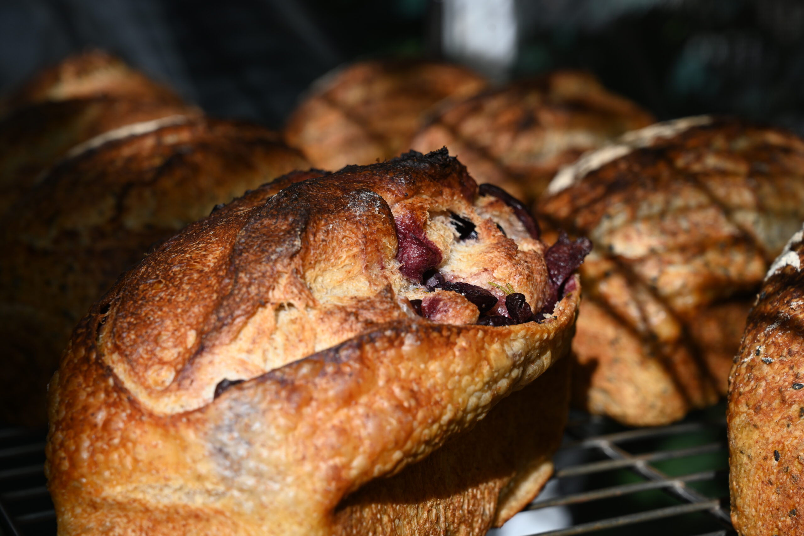 azeitona site scaled.jpg